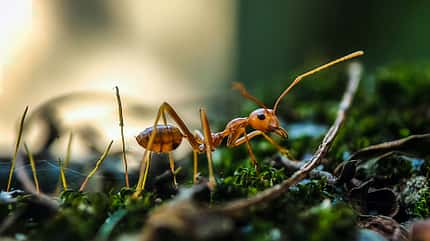 macro photography,green Tiere und Pflanzen am Wegesrand