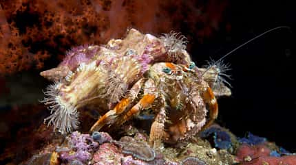 Underwater picture Tiere und Pflanzen am Wegesrand