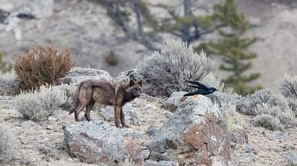 Tiere und Pflanzen am Wegesrand Tiere und Pflanzen am Wegesrand
