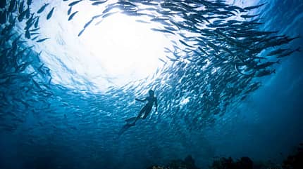 Eine weibliche Freitaucherin taucht unter Wasser mit einer Gruppe von Stachelmakrelen Eine weibliche Freitaucherin taucht unter Wasser mit einer Gruppe von Stachelmakrelen