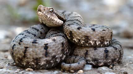 Schlangen in Deutschland - Aspisviper Schlangen in Deutschland - Aspisviper