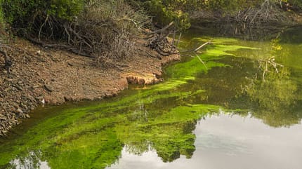 Cyanobacteria Cyanobakterien Blaualgen See Cyanobacteria Cyanobakterien Blaualgen See