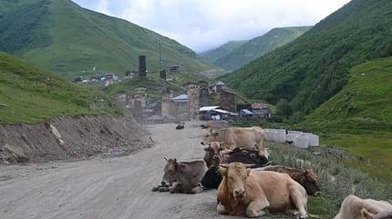 Dorf Ushguli Swanetien Georgien Großer Kaukasus Kühe Türme Wandern Transkaukasus Trail Dorf Ushguli Swanetien Georgien Großer Kaukasus Kühe Türme Wandern Transkaukasus Trail