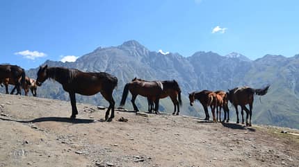 Pferde Reiten Stepanzminda Georgien Großer Kaukasus Pferde Reiten Stepanzminda Georgien Großer Kaukasus