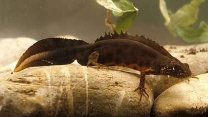 Alpen-Kammmolch, Salamander, Lurch Amphibien Deutschland Triturus carnifex Alpen-Kammmolch, Salamander, Lurch Amphibien Deutschland Triturus carnifex