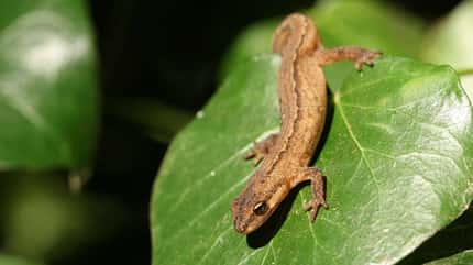 beautiful,britain,british,common newt (lissotriton vulgaris),daytime,essex,essex england,hunting animal,image,lissotriton,lissotriton vulgaris,living in the wild,macro,macro nature,macro photography,outdoor,pretty,smooth newt,stunning,sweet,united kingdom,vulgaris,wild,wild and free,wild life animals,wildlife,wildlife animal,wildlife photography,ivy leaf Teichmolch Lissotriton vulgaris Salamander Lurch Amphibien Deutschland Lissotriton vulgaris