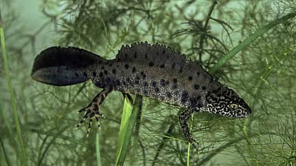 Nördlicher Kammmolch Salamander Lurch Amphibien Deutschland Triturus cristatus Nördlicher Kammmolch Salamander Lurch Amphibien Deutschland Triturus cristatus