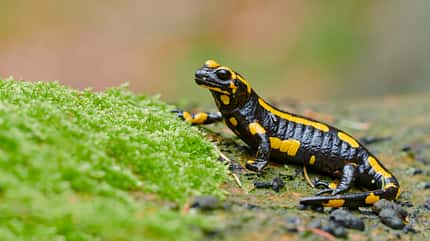 feuersalamander,salamandra salamandra,european fire salamander,salamandra,european,fire,europaeischer,europäischer,feuer,gelb,black,schwarz,forst,wald,bach,brooke,lurch Feuersalamander Lurch Amphibien Deutschland Salamandra salamandra