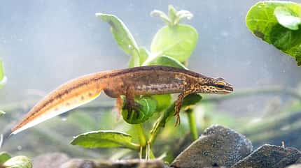 Fadenmolch Salamander Lurch Amphibien Deutschland Lissotriton helveticus Fadenmolch Salamander Lurch Amphibien Deutschland Lissotriton helveticus