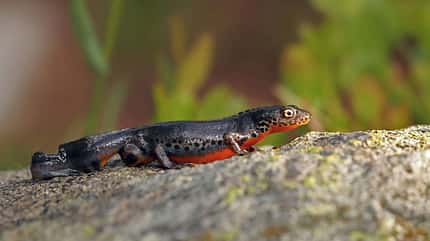 Alpine newt,Ichthyosaura alpestris,Triton alpestre,triton alpino,Bergmolch,wildlife Bergmolch Lurch Salamander Amphibien Ichthyosaura alpestris