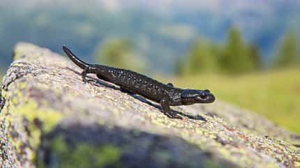 Alpensalamander auf Stein im Nationalpark Hohe Tauern Deutschland Lurch Amphibien Salamander Salamandra atra Alpensalamander auf Stein im Nationalpark Hohe Tauern Deutschland Lurch Amphibien Salamander Salamandra atra
