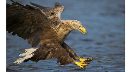 Seeadler Greifvogel Haliaeetus albicilla Seeadler Greifvogel Haliaeetus albicilla