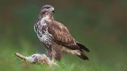 Mäusebussard Greifvogel Buteo buteo Mäusebussard Greifvogel Buteo buteo