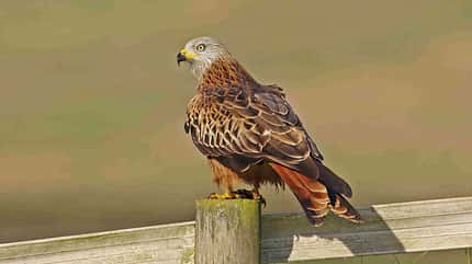 Rotmilan Milvus milvus Greifvogel Rotmilan Milvus milvus Greifvogel