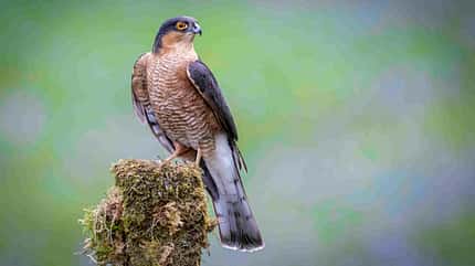 Sperber Accipiter nisus Greifvogel Sperber Accipiter nisus Greifvogel