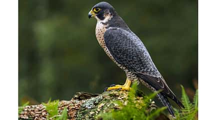 Wanderfalke Falco peregrinus Falke Greifvogel Wanderfalke Falco peregrinus Falke Greifvogel