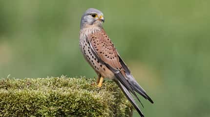 Turmfalke Falco tinnunculus Falke Greifvogel Turmfalke Falco tinnunculus Falke Greifvogel