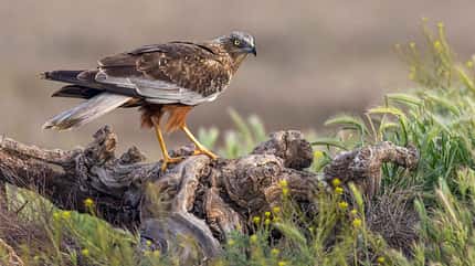Rohrweihe Circus aeruginosus Greifvogel Rohrweihe Circus aeruginosus Greifvogel