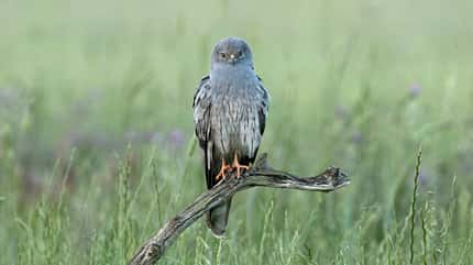 Wiesenweihe Circus pygargus Greifvogel Wiesenweihe Circus pygargus Greifvogel
