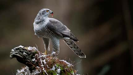 Habicht Accipiter gentilis Greifvogel Habicht Accipiter gentilis Greifvogel