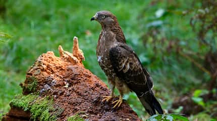 Wespenbussard Pernis apivorus Greifvogel Wespenbussard Pernis apivorus Greifvogel