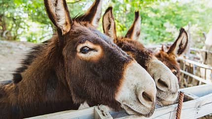 Korsika: Mare e Monti