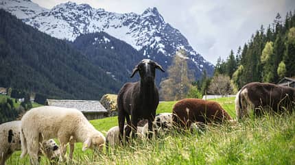 Österreich Vorarlberg Montafon Steinschaf Berge Österreich Vorarlberg Montafon Steinschaf Berge