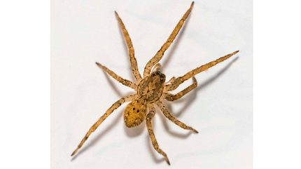 Nosferatu Spinne Zoropsis spinimana Echte Webspinne Nosferatu Spinne Zoropsis spinimana Echte Webspinne