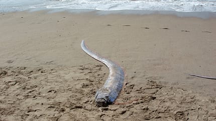 toter Riemenfisch am Strand Knochenfisch Unheilsbringer Weltuntergangsfisch Erdbeben Naturkatastrophen toter Riemenfisch am Strand Knochenfisch Unheilsbringer Weltuntergangsfisch Erdbeben Naturkatastrophen