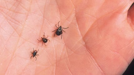 European castor bean tick,Ixodes ricinus,plier,tick Zecken