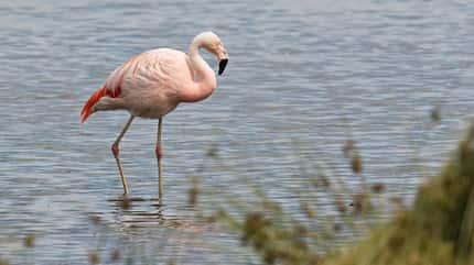Flamingo iIm Zwillbrocker Venn, einem Natur- und Vogelschutzgebiet nahe der niederländischen Grenze in NRW Flamingo iIm Zwillbrocker Venn, einem Natur- und Vogelschutzgebiet nahe der niederländischen Grenze in NRW