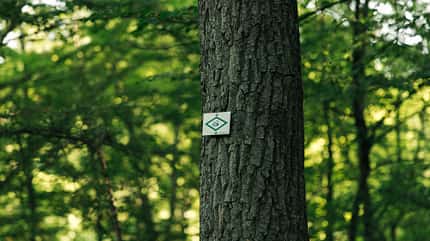 Schwarzwald Schluchtensteig Schwarzwald Schluchtensteig