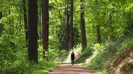 Neckarsteig Weitwanderweg Mehrtagestour Wanderung Mai Baden-Württemberg Hessen Odenwald Neckartal Waldweg vierte Etappe Forstweg Duglasien