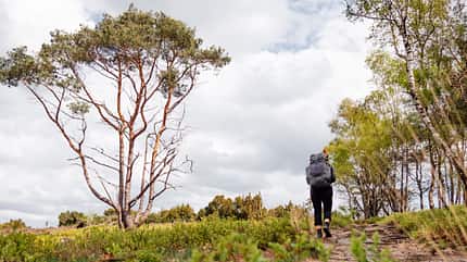 Natuurkampeerterreinen: dreitägige Wanderung über den Sallandse Heuvelrug und durchs Vechtdal, Niederlande Natuurkampeerterreinen: dreitägige Wanderung über den Sallandse Heuvelrug und durchs Vechtdal, Niederlande