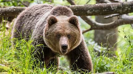 Braunbär im Dinarischen Gebirge, Slowenien Braunbär im Dinarischen Gebirge, Slowenien