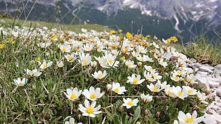 OD 0414 Südtirol Sextener Dolomiten Frühling Weiße Silberwurz Blumen Pflanzen Commons