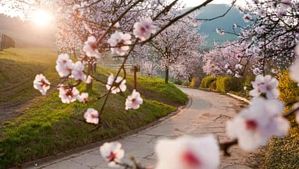 OD 2015 Pfalz Mandelblüte Wandern Südliche Weinstraße