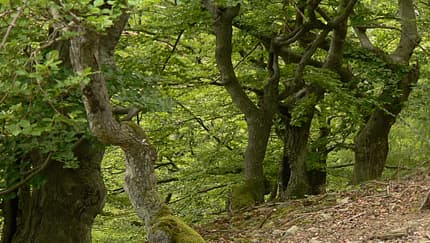 OD 1114 Urwaldsteig Knorreichen