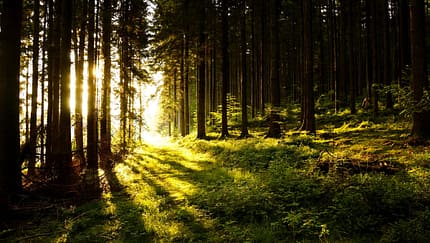 AL-Illu-Sonne-Baeume-Wald-_Rainer-Sturm_pixelio (jpg)