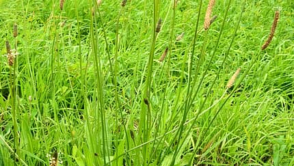 Od-essbare-Pflanzen-Spitzwegerich-Friederike-Take-botanikfoto-558272-L.jpg