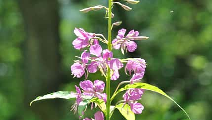 od-essbare-pflanzen-Waldweidenroeschen_COLOURBOX12089826.jpg