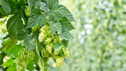 od-essbare-pflanzen-Hopfen_COLOURBOX9290548.jpg