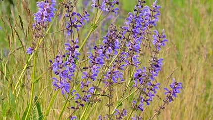 Od-essbare-Pflanzen-Wiesensalbei-Steffen-Hauser-botanikfoto-545040-L.jpg