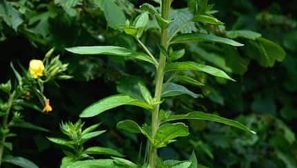 od-essbare-Pflanzen-Gemeine-Nachtkerze-botanikus_Oenothera biennis7-LOCHSTAMPFER.jpg