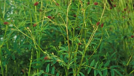 od-essbare-Pflanzen-Grosser-Wiesenknopf-botanikus_Sanguisorba officinlis.jpg