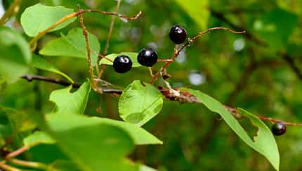 od-essbare-Pflanzen-Gewöhnliche-Traubenkirsche-botanikus_Prunus padus-LOCHSTAMPFER.jpg