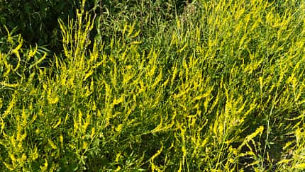 Od-essbare-Pflanzen-Gelber-Steinklee-Steffen-Hauser-botanikfoto-509050-L.jpg