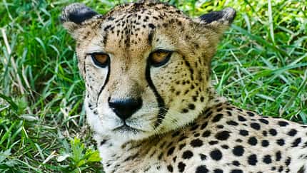 OD Basislager 0111  Gepard Thomas Buttler_pixelio.de (jpg)