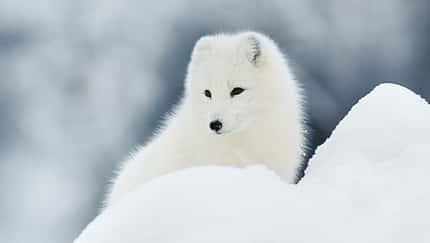 OD 2015 Fjällräven Polarfuchs Aktion Tiere