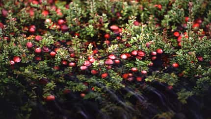 OD 2019 Cranberry Moosbeere essbare Pflanze Ernährung Kochen Küche
